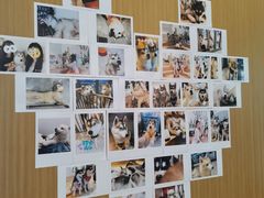 -Husky Go! 哈士奇体验馆·宠物咖啡厅狗咖