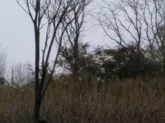 -白鹭湾湿地公园