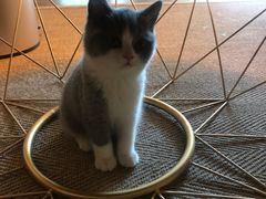 -猫大福·Fortune Cat猫舍(百子湾店)