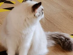 -南京Hallo宠物乐园·哈罗犬舍·柴犬繁育基地