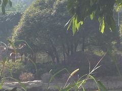 -广州市帽峰山景区