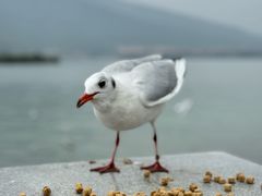 -海埂大坝