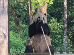 -中国大熊猫保护研究中心雅安碧峰峡基地