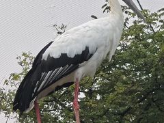 -合肥野生动物园
