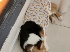 -怪兽屋·羊驼·猫咖·狗咖(俊华广场店)