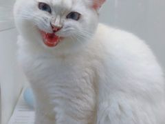 -lincat·猫舍(广州店)