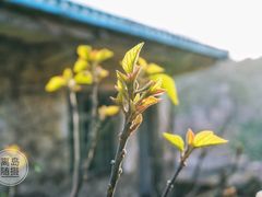 -枸杞岛