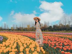 -杭州湾海上花田景区
