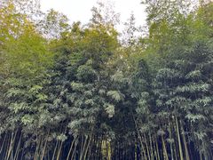 -泰山风景名胜区-普照寺