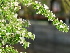 -海棠花溪(元大都城垣遗址公园)