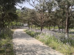 -大兴滨河森林公园