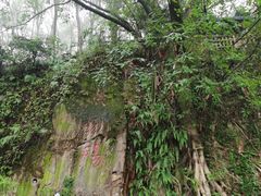 -南山植物园