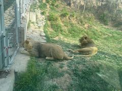 -石家庄市动物园