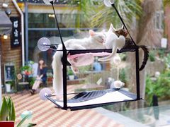 -有猫主题·治愈系猫咖(曾厝垵店)
