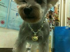 android_upload_pic-中农大我爱我爱24h动物医院·中医针灸·猫专科·骨科医疗中心(双井店)