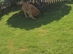 -趣玩宠物乐园寄养训犬训狗游泳池