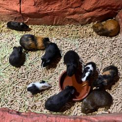 -Zoolung Zoolung动物主题公园(海信广场店)