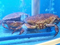 -寂寞的豆芽(龙泽路店)