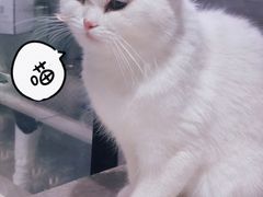 -浣熊柯尔鸭土拨鼠·电玩咖