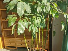 -枕水江南(红胜大街店)