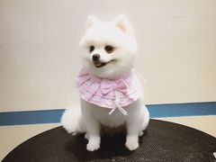 -芭比堂动物医院·24小时·眼科中心(深圳中心)