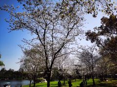 -上海共青森林公园