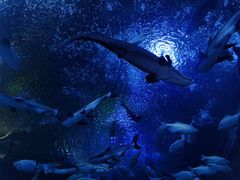 -成都浩海立方海洋公园