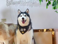 -Husky Go! 哈士奇体验馆·宠物咖啡厅狗咖