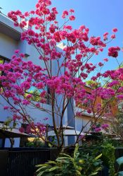 -宝生月子中心(独栋园林·福田店)