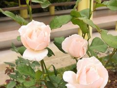 -人民公园(罗湖区)