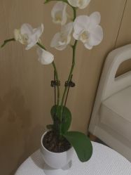 -广东韩妃整形外科医院