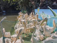 -广州长隆飞鸟乐园