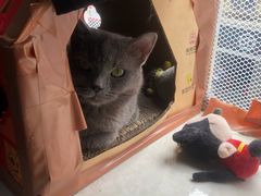 -楼上猫咖(罗湖店)