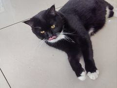 -鼓捣猫呢主题猫咖店