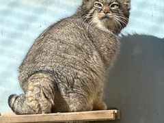 -青藏高原野生动物园