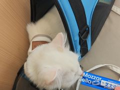 -瑞派·关忠动物医院·猫专科·犬专科(三环新城店)