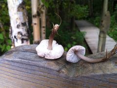 -白草畔自然风景区