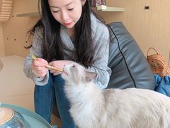 -飞行喵MR PILOT|猫舍·猫咖(静安大融城店)