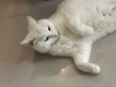 -平行世界·猫咖(首经贸店)
