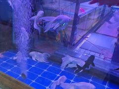 -大自然花鸟鱼虫市场