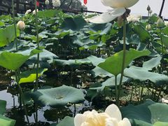 -广州莲花山旅游区