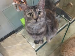 -momokira米努特·德文卷毛猫·棉花面纱犬