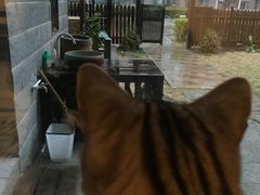 -有猫儿腻咖啡厅.猫咖