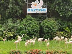 -广州长隆飞鸟乐园