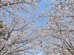 -高东镇樱花园