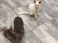 -楼上猫咖(罗湖店)