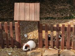 -北京鹿世界主题园