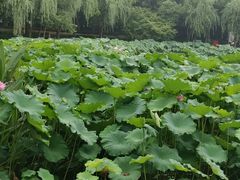 -陈家山荷花公园