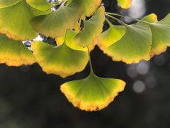 -太湖饭店玉兰厅(自助餐厅)