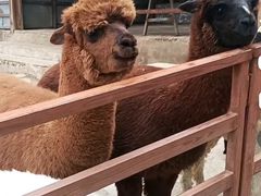 -栾川竹海野生动物园